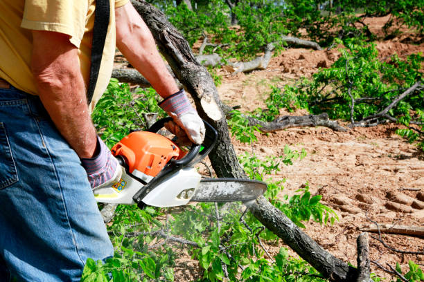 Best Tree Maintenance Programs  in Santa Ynez, CA